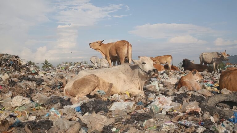 Film Sapi ‘Diary of Cattle’ Potret Ironi Sapi Makan Sampah • filmdokumenter.id